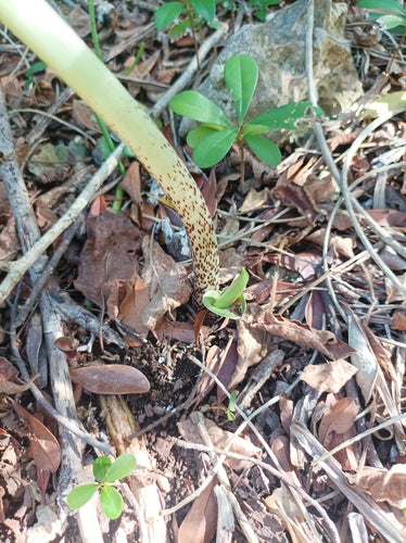 Blutblume — Bild 3 von 43