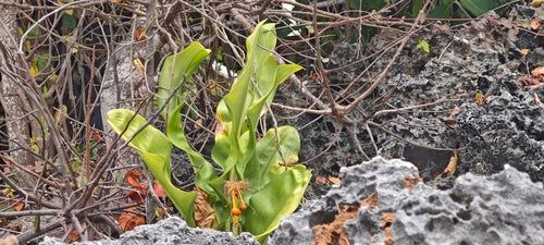 Blutblume — Bild 2 von 43