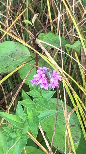 Blutweiderich — Bild 4