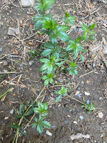 Blutwurz — Bild 4