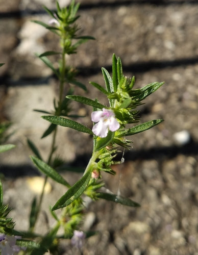 Bohnenkraut — Bild 4