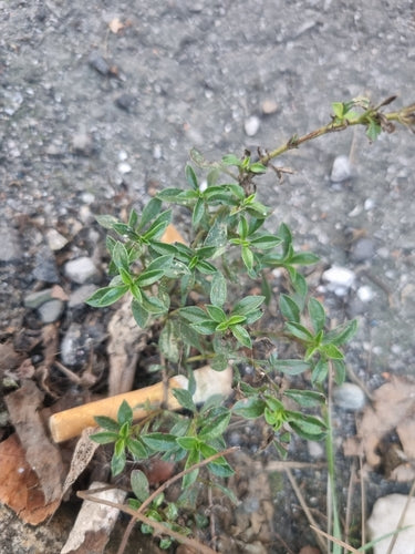 Bohnenkraut — Bild 1