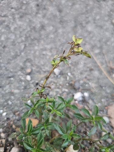 Bohnenkraut — Bild 2