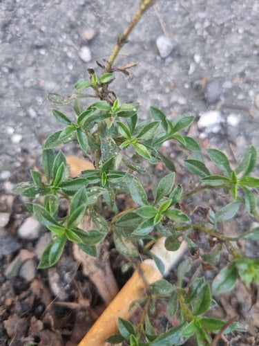 Bohnenkraut — Bild 3