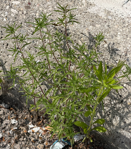 Bohnenkraut — Bild 1 von 7