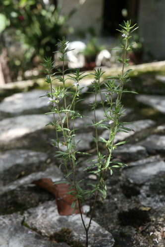 Bohnenkraut — Bild 5