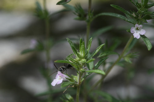 Bohnenkraut — Bild 6