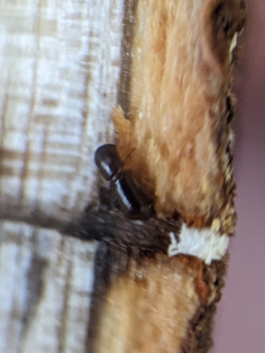 Borkenkäfer — Bild 2