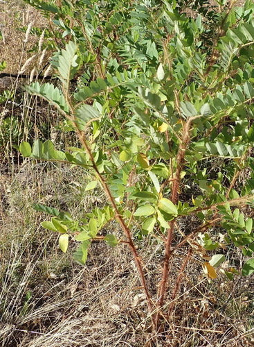 Borstige Robinie — Bild 2 von 9