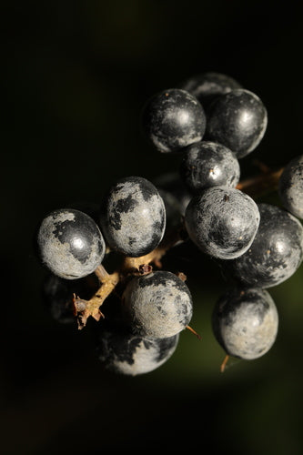 Botrytis (Grauschimmel) — Bild 1