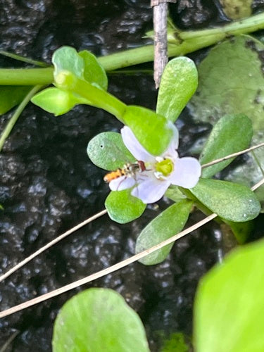 Brahmi — Bild 5 von 8