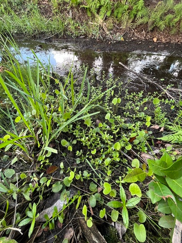 Brahmi — Bild 4 von 8