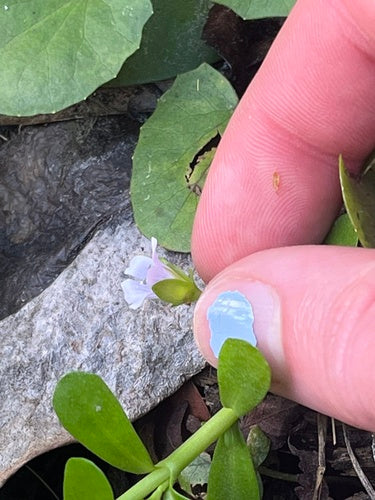 Brahmi — Bild 3 von 8