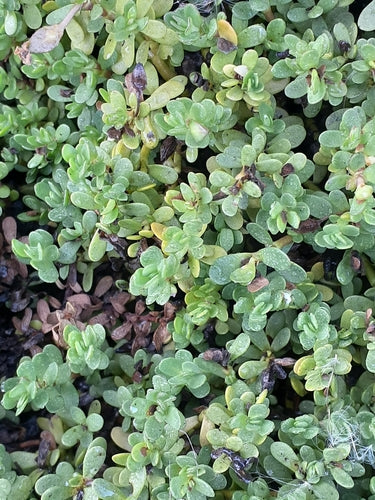 Brahmi — Bild 2 von 8