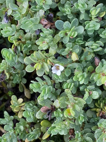 Brahmi — Bild 1 von 8