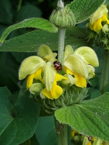 Brandkraut — Bild 5 von 13