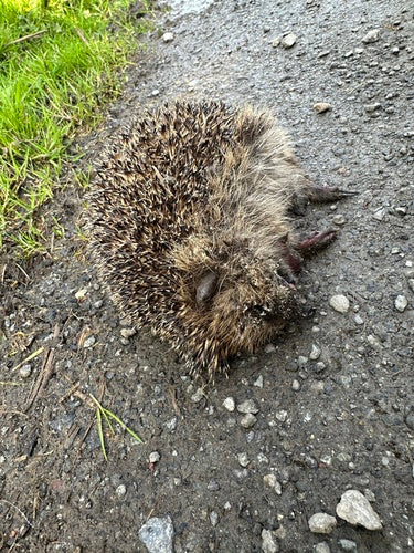 Braunbrust- oder Westigel — Bild 5