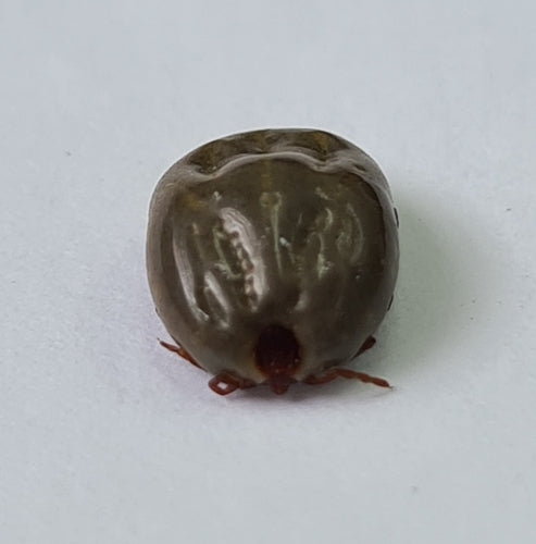 Braune Hundezecke — Bild 5