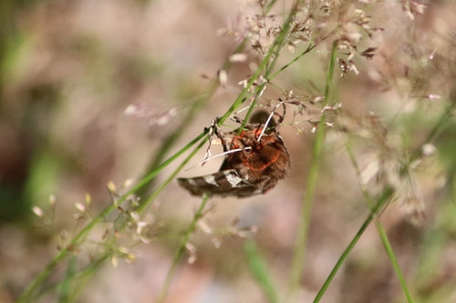 Brauner Bär — Bild 3