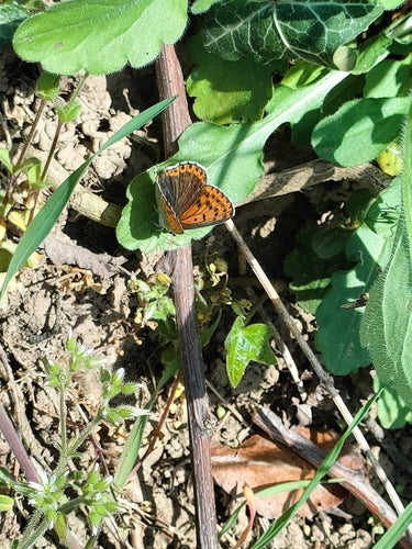 Brauner Feuerfalter — Bild 3
