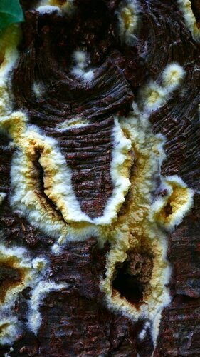 Brauner Kellerschwamm — Bild 5