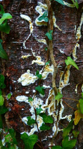 Brauner Kellerschwamm — Bild 3