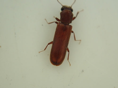Brauner Splintholzkäfer — Bild 5 von 17