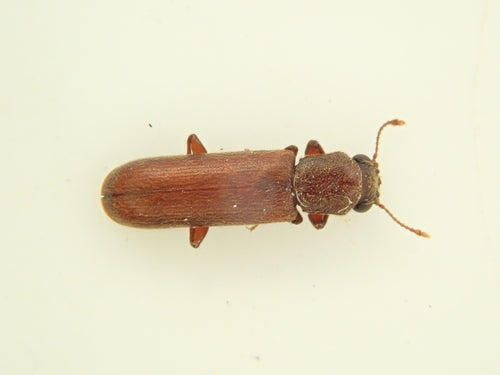 Brauner Splintholzkäfer — Bild 3 von 17