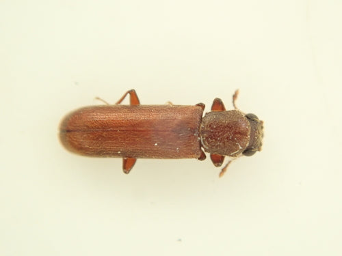 Brauner Splintholzkäfer — Bild 2 von 17