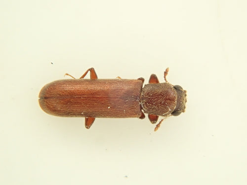 Brauner Splintholzkäfer — Bild 1 von 17