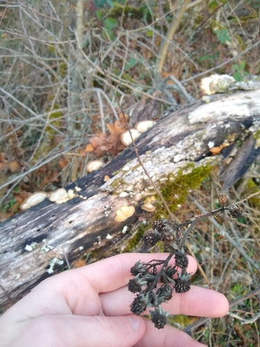 Brombeeren — Bild 4