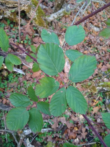 Brombeeren — Bild 5