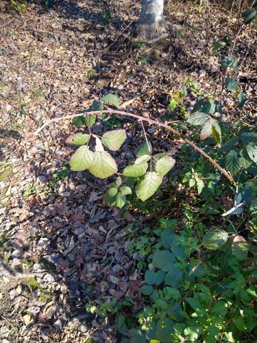 Brombeeren — Bild 1