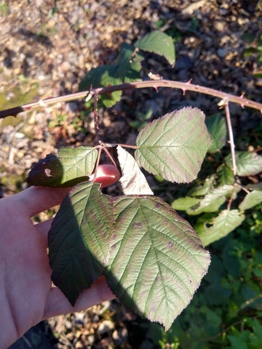 Brombeeren — Bild 2