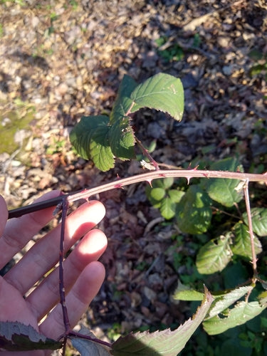 Brombeeren — Bild 3