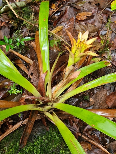 Bromelien — Bild 3