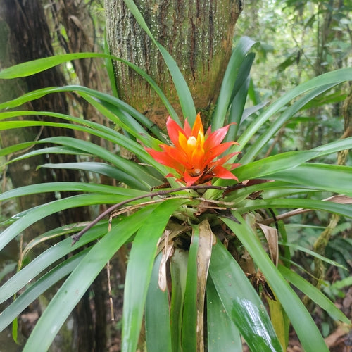 Bromelien — Bild 1