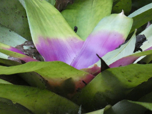 Bromeliengewächse — Bild 4 von 8