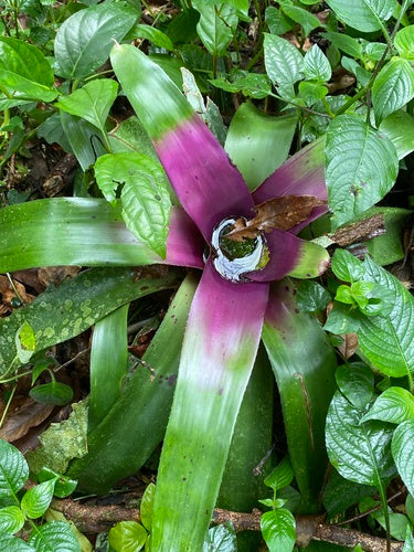 Bromeliengewächse — Bild 2 von 8