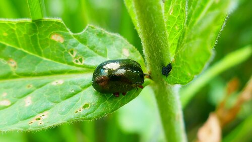 Bronzefarbener Blattkäfer — Bild 5