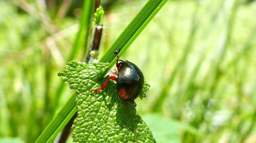 Bronzefarbener Blattkäfer — Bild 4