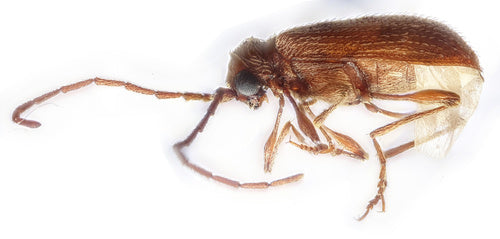 Buckelkäfer (Kräuterdieb) — Bild 5 von 51
