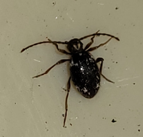 Buckelkäfer (Kräuterdieb) — Bild 3 von 51