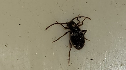 Buckelkäfer (Kräuterdieb) — Bild 2 von 51