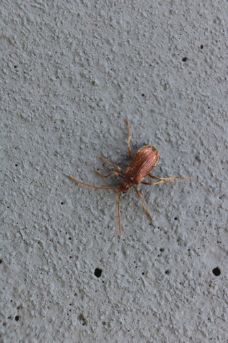 Buckelkäfer (Kräuterdieb) — Bild 4