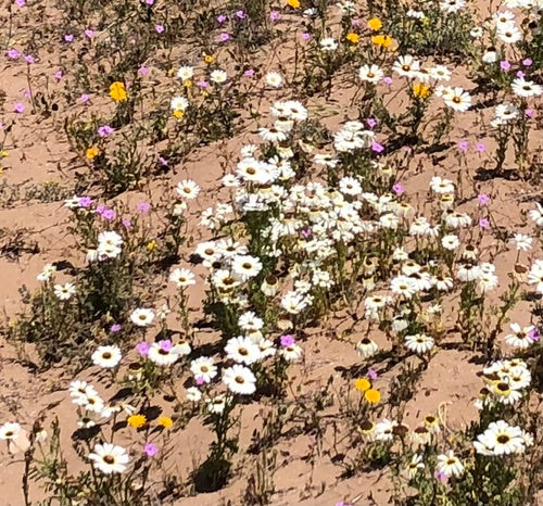 Bunte Margerite — Bild 2 von 5