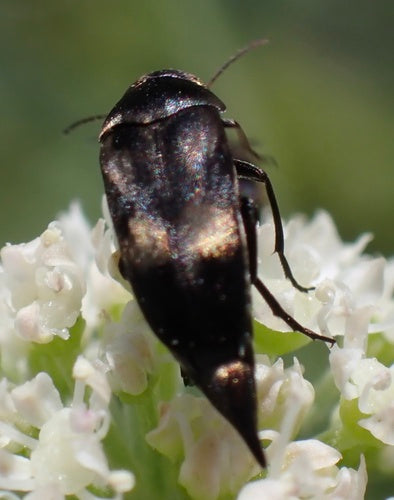 Bunter Stachelkäfer — Bild 3