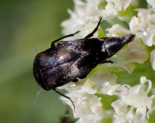 Bunter Stachelkäfer — Bild 2