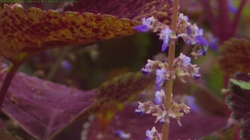 Buntnessel — Bild 2