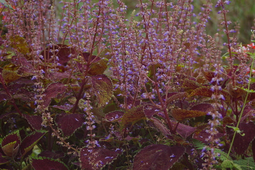 Buntnessel — Bild 4